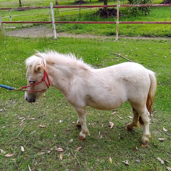 ม้าแคระ Shetland Pony (อุ๊งอิ๊ง) รูปที่ 4