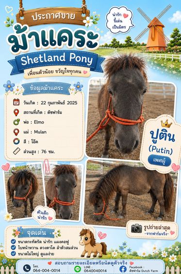 ม้าแคระ Shetland Pony (ปูติน)