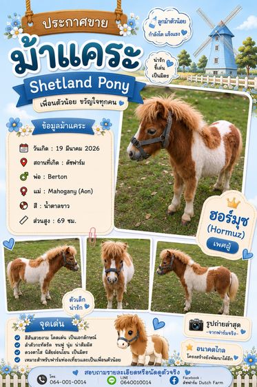 ม้าแคระ Shetland Pony (ฮอร์มุซ)