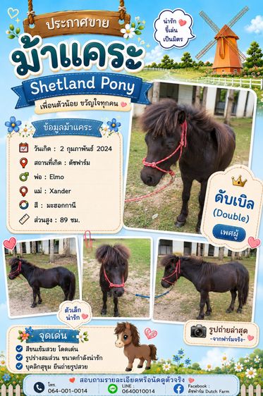ม้าแคระ Shetland Pony (ดับเบิล)