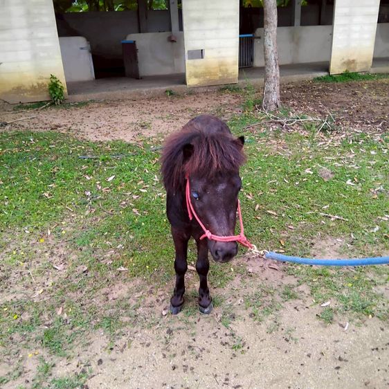 ม้าแคระ Shetland Pony (ดับเบิล) รูปที่ 2