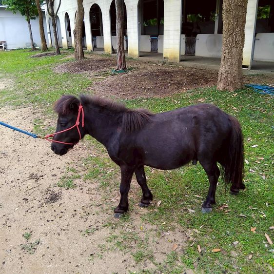 ม้าแคระ Shetland Pony (ดับเบิล) รูปที่ 3