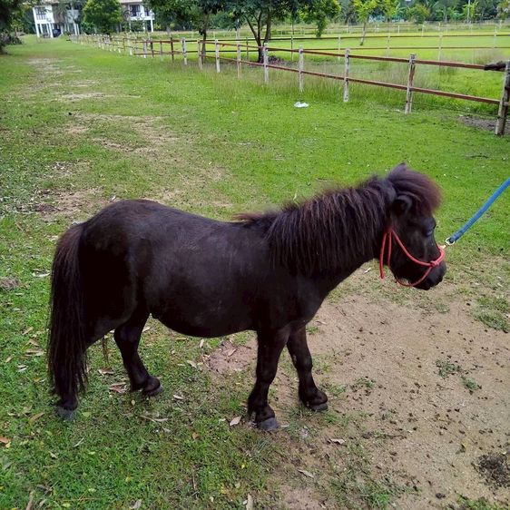 ม้าแคระ Shetland Pony (ดับเบิล) รูปที่ 4