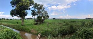 ขายที่นาและแบ่งขาย ในทำเลทอง!