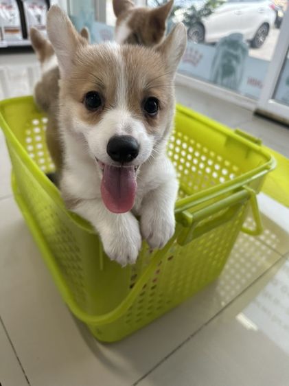 ลูกสุนัขคอร์กี้ ไม่ได้ตัดหางจ้า รูปที่ 4