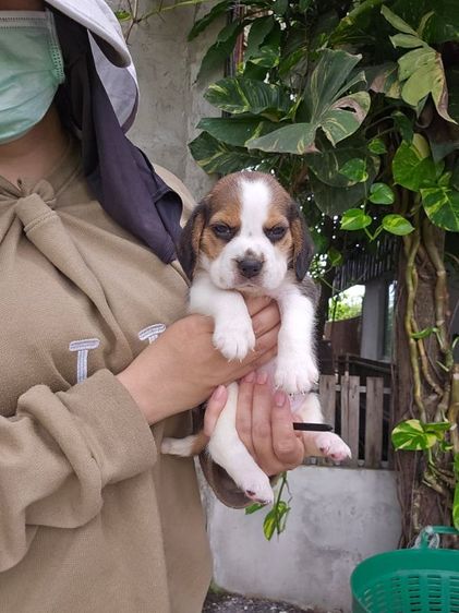 บีเกิล (Beagle) เล็ก ลูกสุนัขบีเกิ้ลเมีย แท้ สายเลือดดี