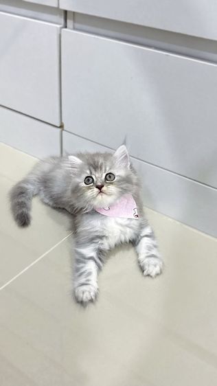 แมวเปอร์เซีย รูปที่ 2