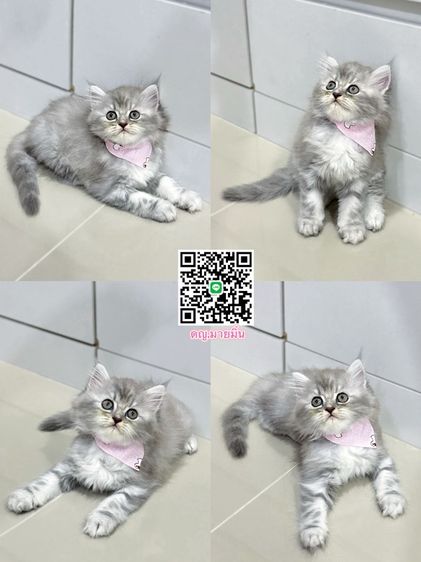 แมวเปอร์เซีย รูปที่ 5