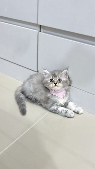 แมวเปอร์เซีย