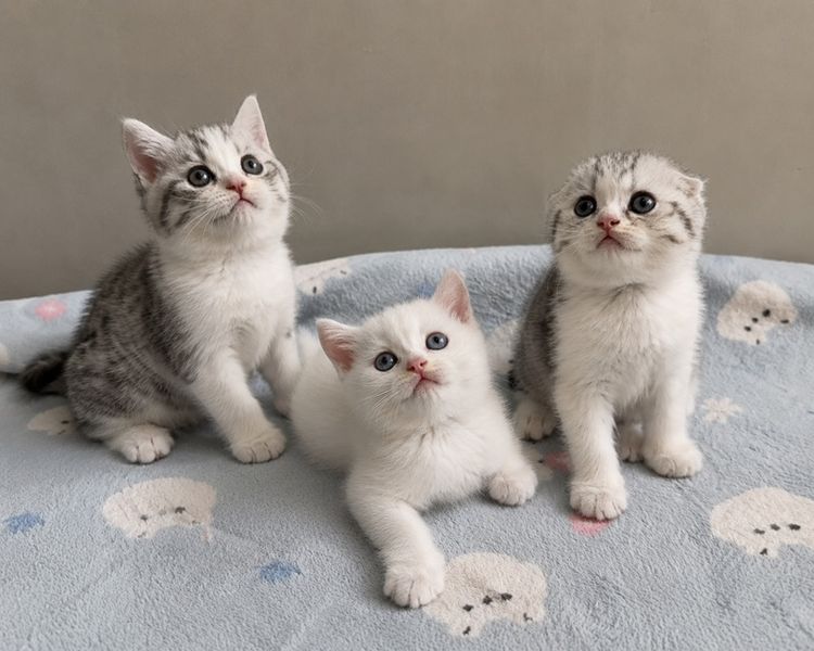 สก็อตติช โฟลด์ (Scottish Fold) แมวสก็อตติช