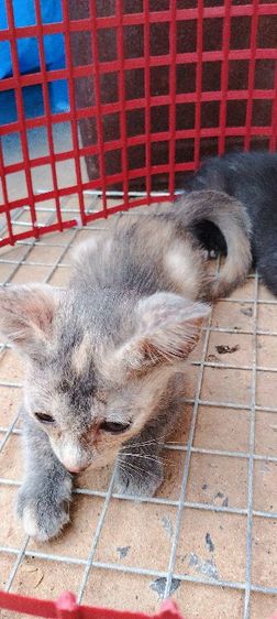 แมวไทย (Thai Cat) หาบ้านให้น้องแมวครับ แมวบ้าน ให้ฟรีครับ