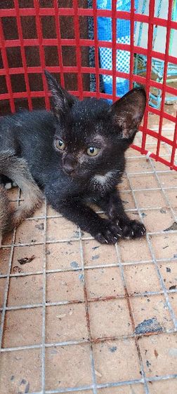 หาบ้านให้น้องแมวครับ แมวบ้าน ให้ฟรีครับ รูปที่ 2