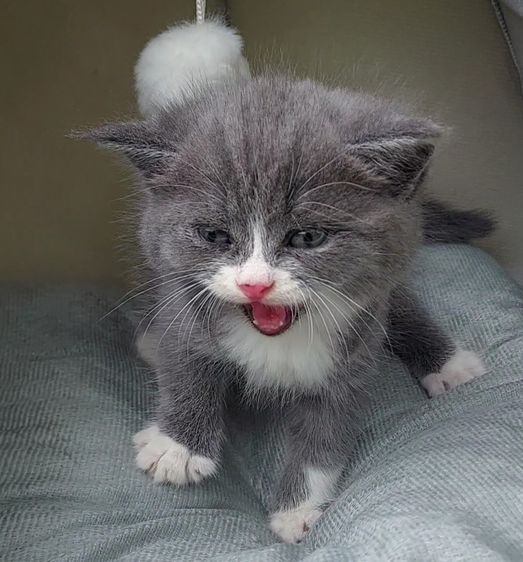 สก็อตติช โฟลด์ (Scottish Fold) หนุ่มน้อยสก๊อตติช