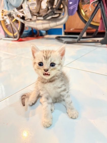 สก็อตติช โฟลด์ (Scottish Fold) น้องตัวอ้วงๆ
