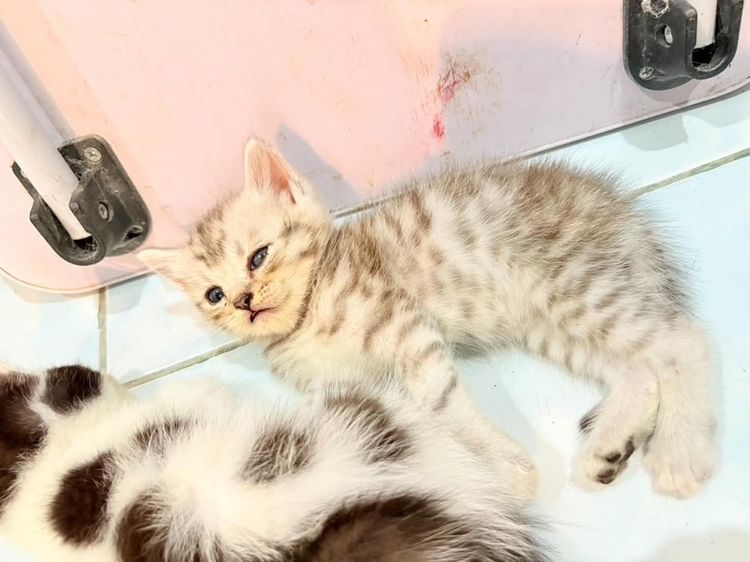 น้องตัวอ้วงๆ รูปที่ 4