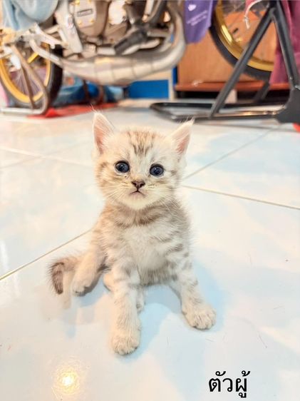 น้องตัวอ้วงๆ รูปที่ 2