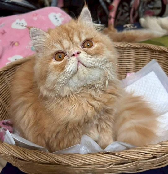 เอ็กโซติก ชอร์ตแฮร์ (Exotic Shorthair) เอ็กโซติกLh