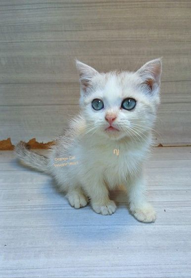 สก็อตติช โฟลด์ (Scottish Fold) แมวสก้อตติช เพศเมียก่อนย้ายตรวจหัดแมวฟรีรับประกันเอดส์แมวกับรูคีเมียคะ