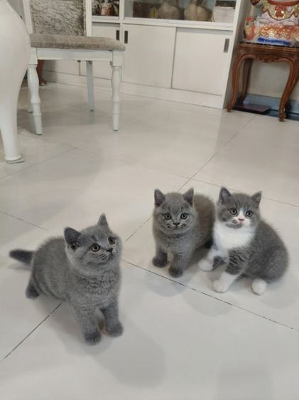 บริติช ชอร์ตแฮร์ (British Shorthair) บริติชช็อตแฮร์