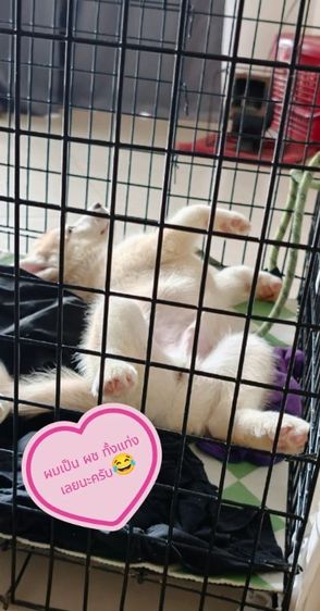 ไซบีเรียนฮักกี้+อลาสกัน รูปที่ 4