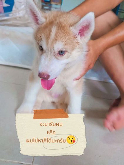 ไซบีเรียนฮักกี้+อลาสกัน รูปที่ 6