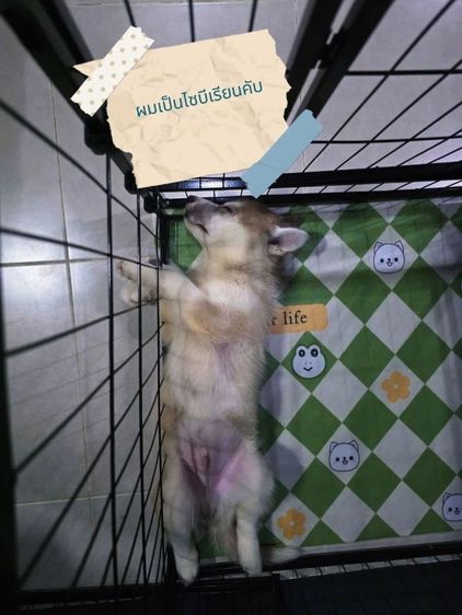 ไซบีเรียนฮักกี้+อลาสกัน รูปที่ 3