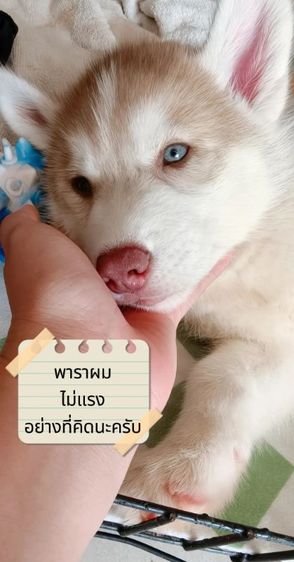 ไซบีเรียนฮักกี้+อลาสกัน รูปที่ 2