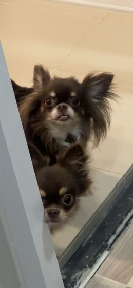 ชิวาวา (Chihuahua) เล็ก ชิวาวาผู้เมีย (รับคู่เท่านั้น)
