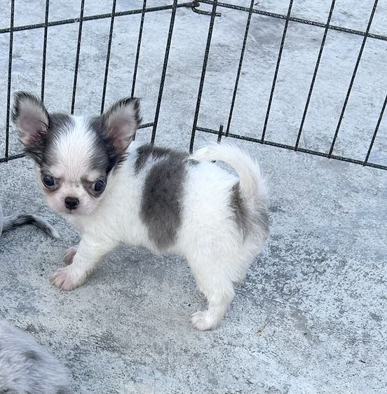 ชิวาวา (Chihuahua) เล็ก ลูกชิวาวาขนยาวผู้สีแฟนซีไลแลคเมิร์ล