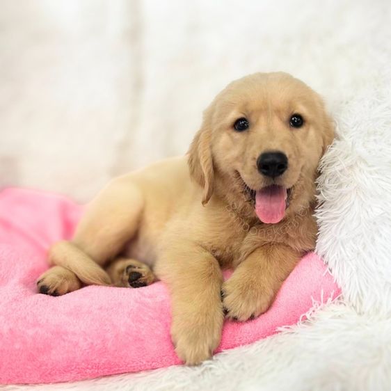 โกลเด้นรีทรีฟเวอร์ (Golden Retriever) ใหญ่ ลุกโกลเด้นโอเวอร์ไซส์เมีย4ตัว
