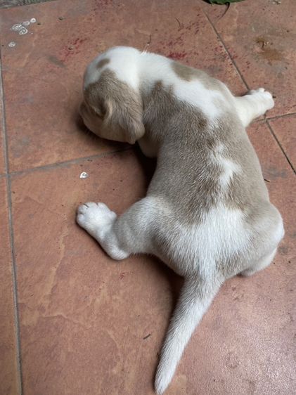 ลูกบีเกิ่ลสีบลู และขาวน้ำตาล รูปที่ 6
