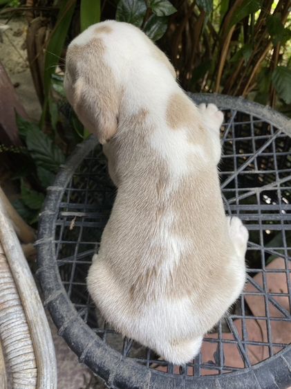 ลูกบีเกิ่ลสีบลู และขาวน้ำตาล รูปที่ 4