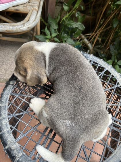 ลูกบีเกิ่ลสีบลู และขาวน้ำตาล รูปที่ 2
