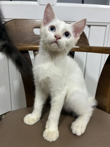 เมนคูน (Maine Coon) เมนคูนผสม