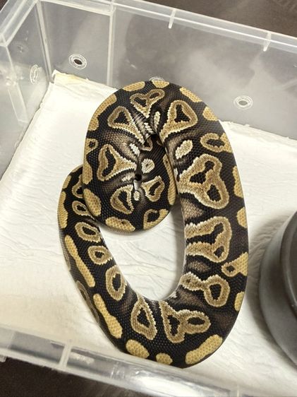 งูบอล Mojave เมีย