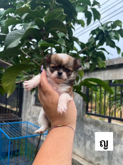 ชิวาวา (Chihuahua) ชิวาวา ไซซ์เล็ก 3900 -4500 บาท