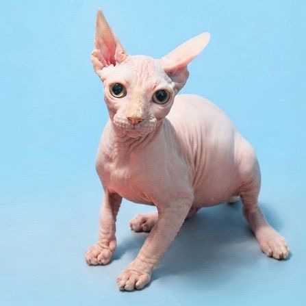 สฟิงซ์ (Sphynx) แมวสฟิงซ์แท้