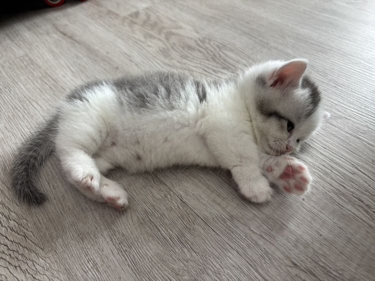 มันช์กิ้น (Munchkin) แมว