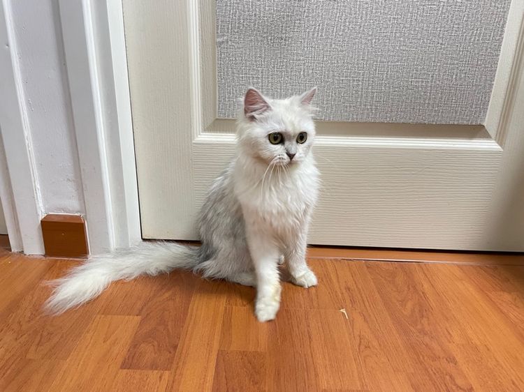 เปอร์เซีย (Persian) แมวเปอร์เซีย