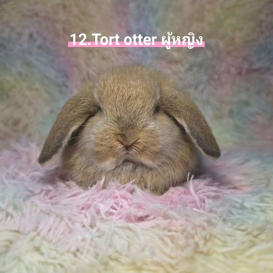 กระต่าย Holland Lop รูปที่ 12