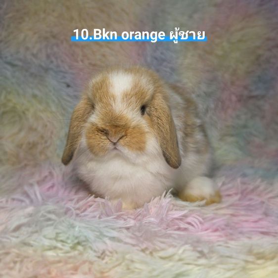 กระต่าย Holland Lop รูปที่ 10