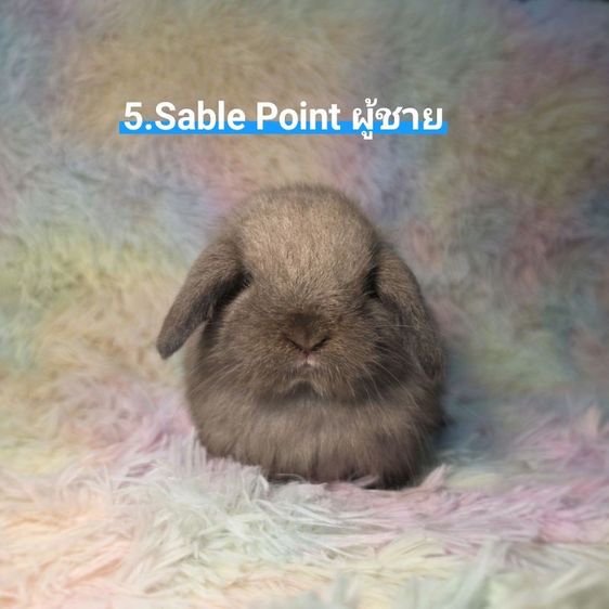 กระต่าย Holland Lop รูปที่ 5