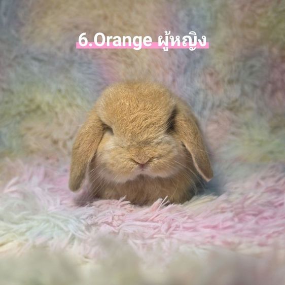 กระต่าย Holland Lop รูปที่ 6