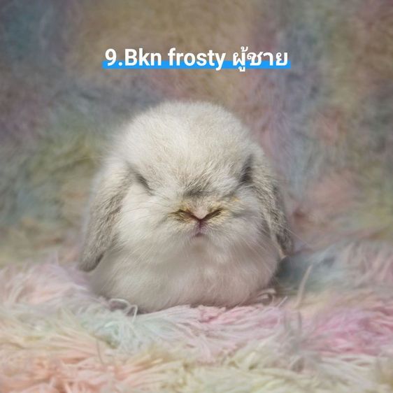 กระต่าย Holland Lop รูปที่ 9