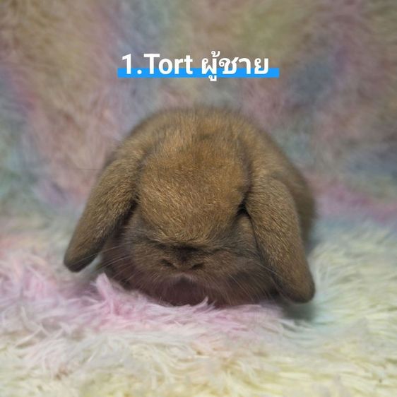 กระต่าย Holland Lop
