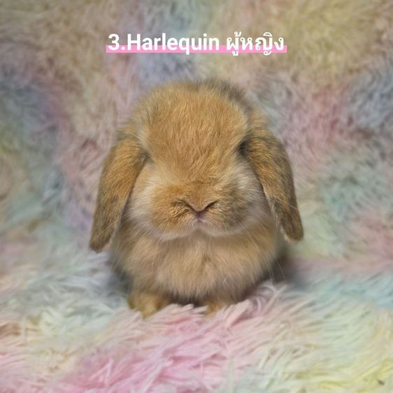 กระต่าย Holland Lop รูปที่ 3