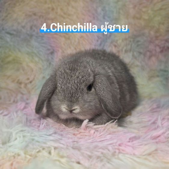 กระต่าย Holland Lop รูปที่ 4