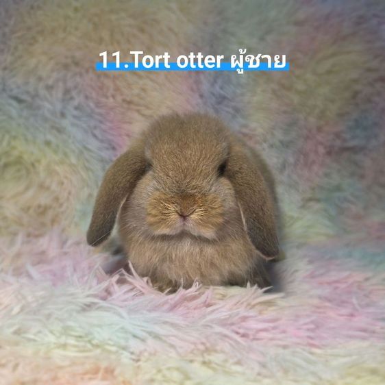 กระต่าย Holland Lop รูปที่ 11