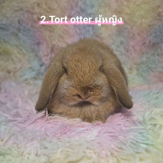 กระต่าย Holland Lop รูปที่ 2
