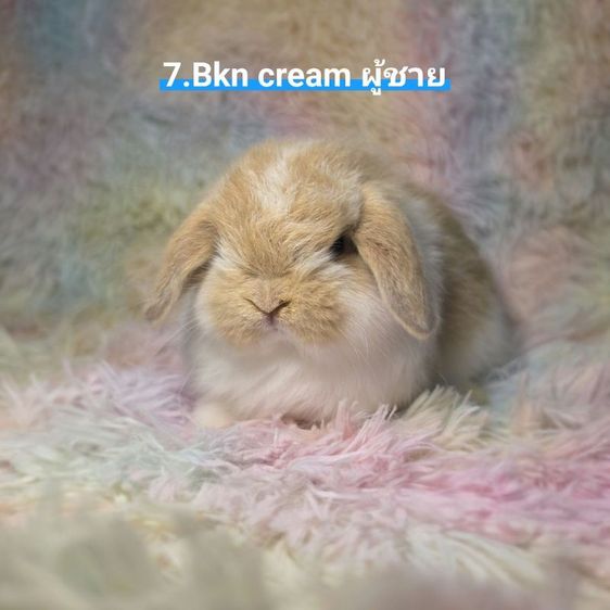 กระต่าย Holland Lop รูปที่ 7